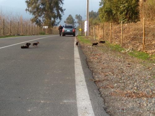 Cachorros cruzando la carretera.
