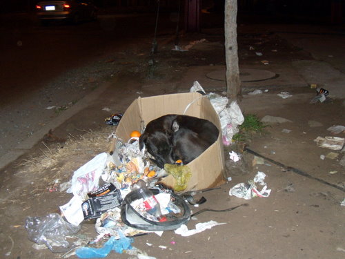 Esta es la realidad de los perros abandonados en Chile.